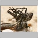 Philonicus albiceps - Sand-Raubfliege m09 17mm Teverener Heide.jpg